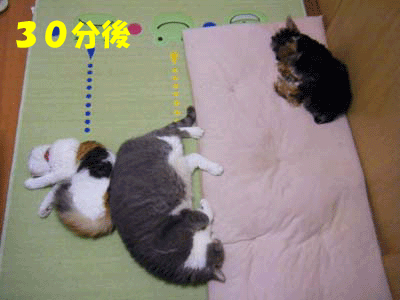 犬猫４コマ　～寝る～_f0008935_17172592.gif