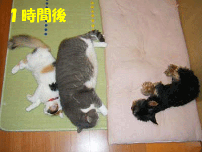 犬猫４コマ　～寝る～_f0008935_17173959.gif