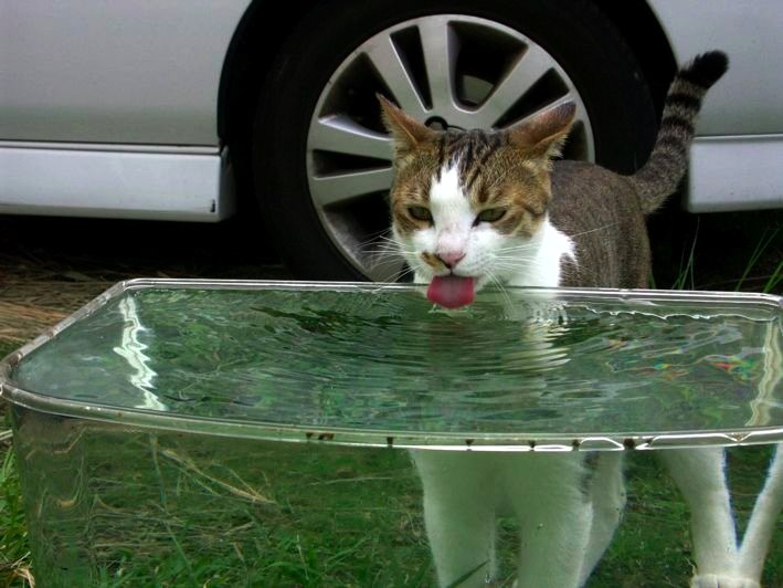 「猫はなぜ，大きな器で水を飲みたがるのか」仮説_b0060239_22473110.jpg