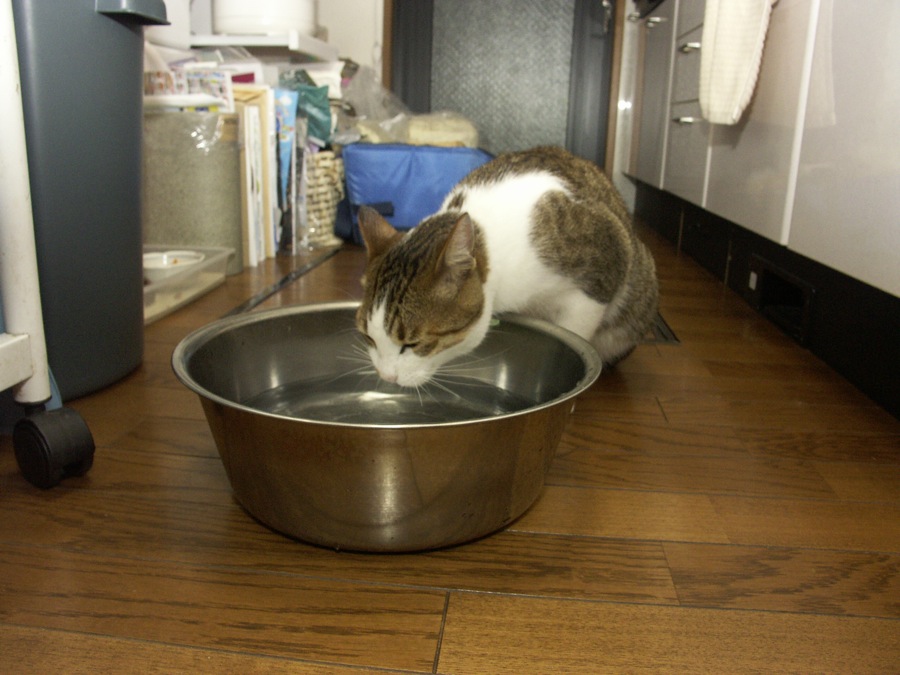 「猫はなぜ，大きな器で水を飲みたがるのか」仮説_b0060239_2350173.jpg