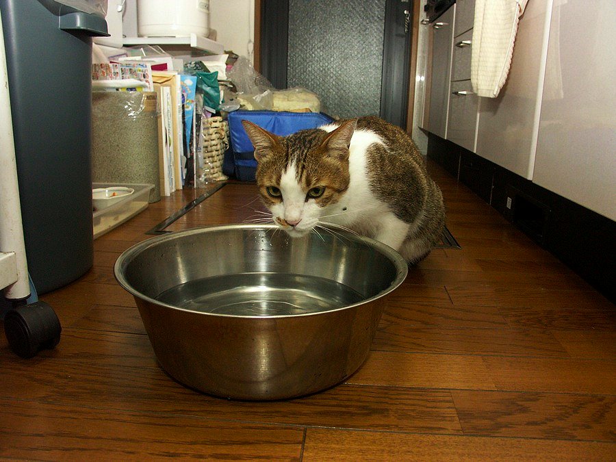 「猫はなぜ，大きな器で水を飲みたがるのか」仮説_b0060239_23595078.jpg