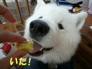 e0176159_12414599.gif