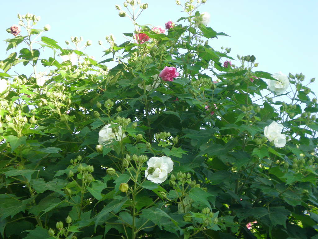 2009年9月10日(木)愛ちゃんは内緒話が好き?_f0060461_1439348.jpg