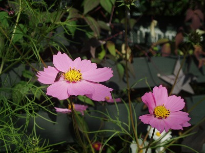 e0003465_155126.jpg