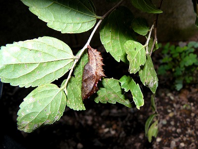 d0019074_91433.jpg