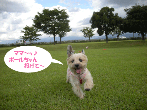 e0066883_22504775.gif
