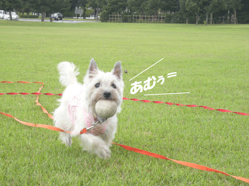 e0066883_22521030.gif