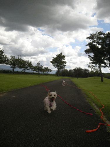 e0066883_23282339.gif