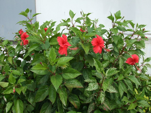e0074192_20235399.jpg