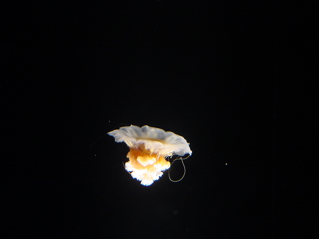 a0126797_027576.jpg