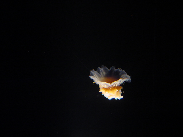 a0126797_029101.jpg