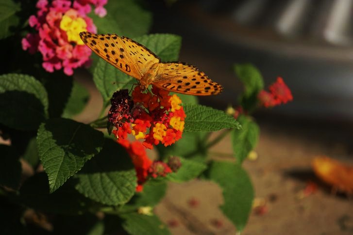 昼下がりの花園で　≪　ツマグロヒョウモン　≫_a0140000_16123666.jpg