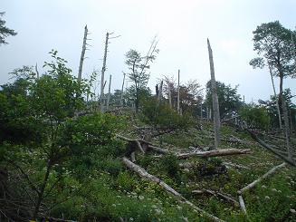 ちゃっぽん富士山顛末記２_c0054112_1441033.jpg