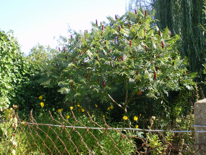 c0124619_0355722.jpg