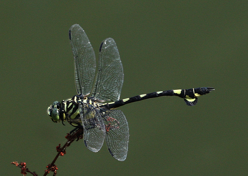 ウチワヤンマ Sinictinogomphus clavatus_f0161823_16224926.jpg