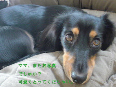 c0117831_2149519.jpg