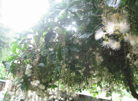 b0100637_51935100.gif