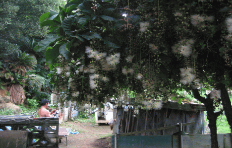 b0100637_5202497.gif