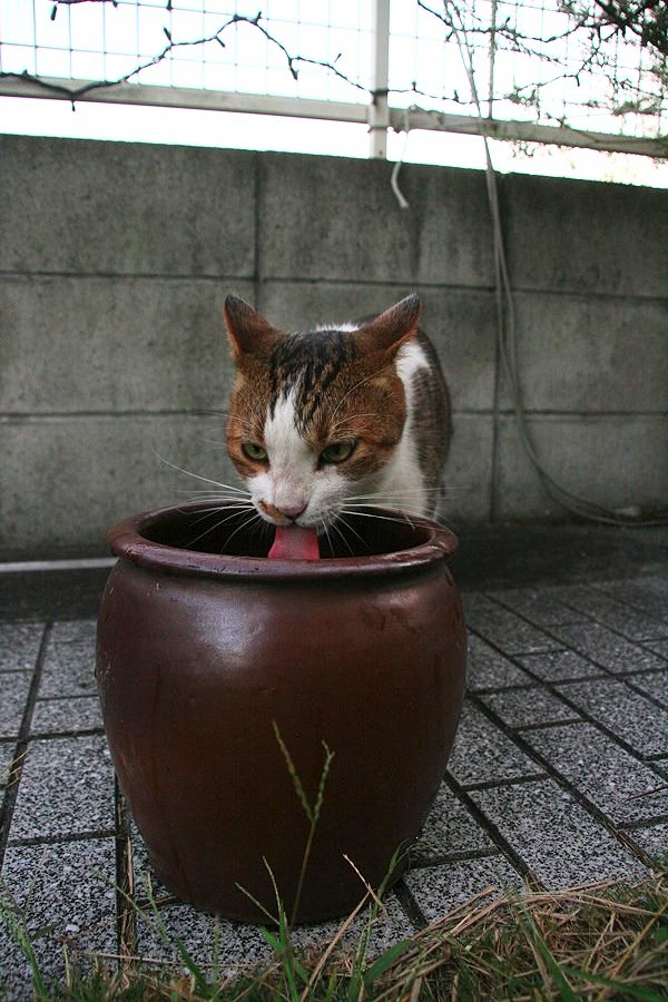 「猫はなぜ,大きな器で水を飲みたがるのか」仮説_b0060239_0323380.jpg