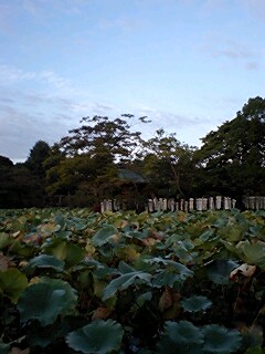 さんぽ_f0045052_5574190.jpg