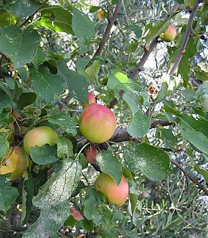 e0130953_857532.jpg
