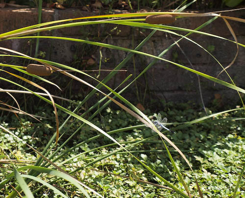 f0202957_1541842.jpg