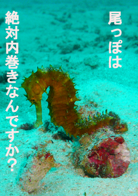 さぁ皆で潜りましょう!_f0144385_2303552.jpg