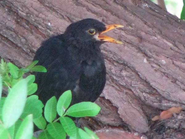 ８月から９月にかけての野鳥たち_e0092286_2244398.jpg