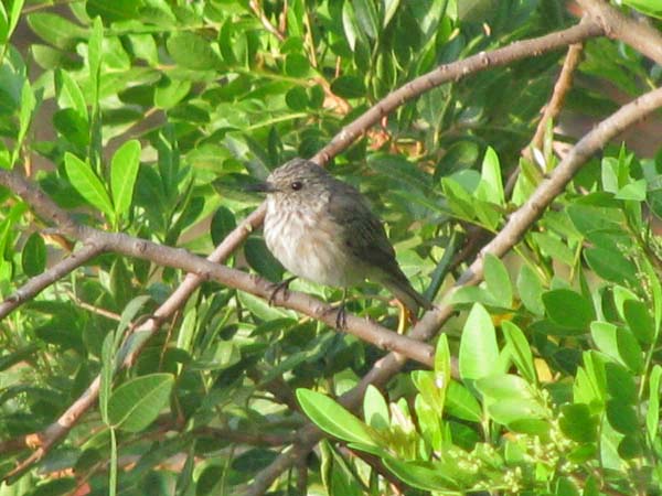 ８月から９月にかけての野鳥たち_e0092286_2262369.jpg