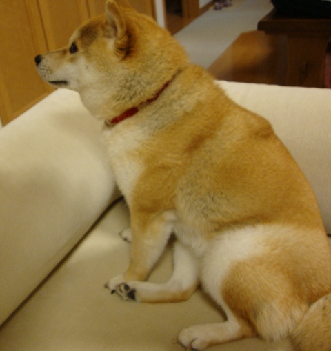 推理_a0126590_23484332.jpg