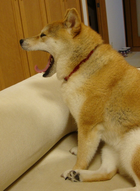 推理_a0126590_23485897.jpg