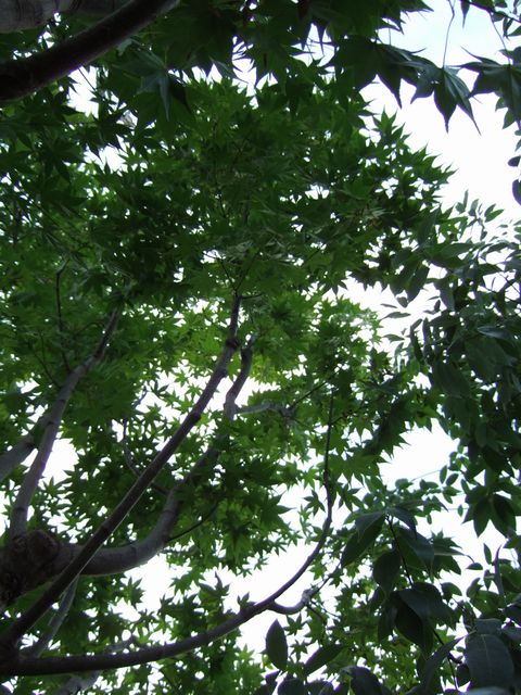 モミジを見て感じる事_f0108604_7203183.jpg