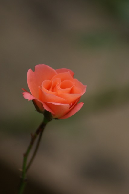 f0170524_14382755.jpg
