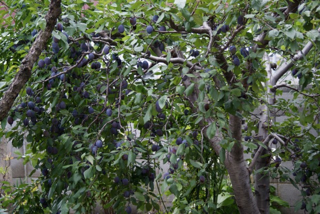 f0170524_14492543.jpg