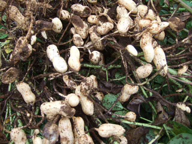 地中の根野菜に....悲喜こもごも！_b0137932_1637021.jpg