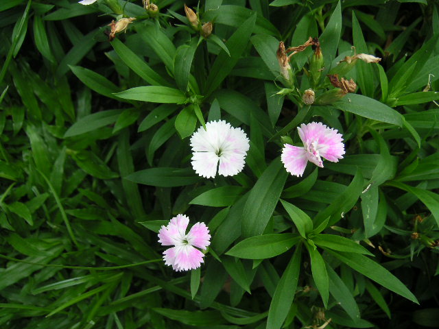 じいじとばあばのチェンマイ暮らし・・・・・９月１２日（土）_c0127933_11112915.jpg