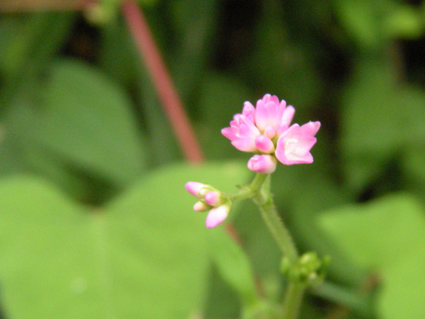 c0047341_21215142.jpg