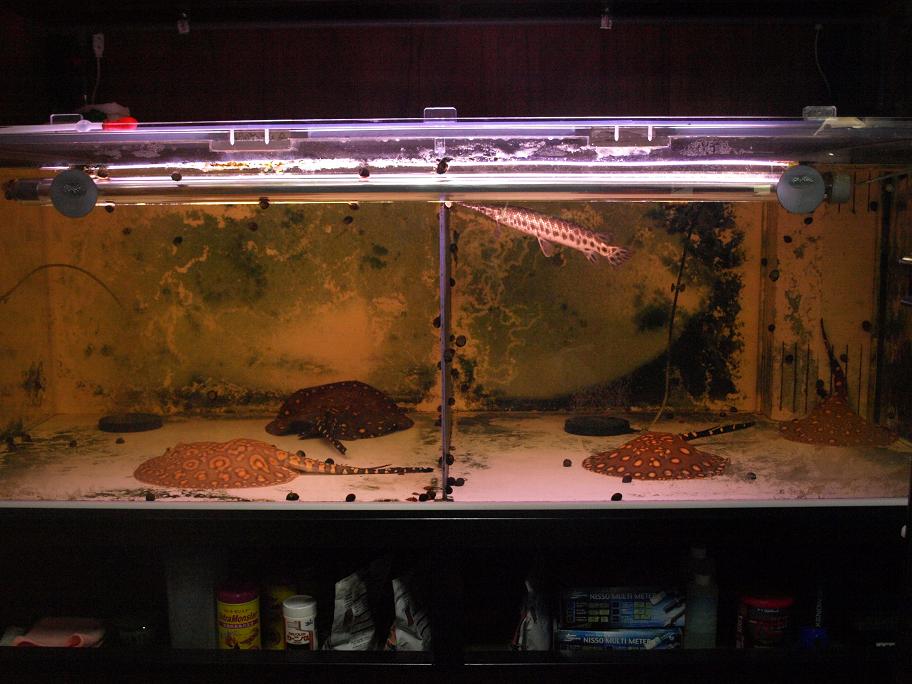 貝 石巻貝 飼育 Tropical 熱帯魚 Fish 観賞魚 30匹 水槽 生体 貝 石巻貝 飼育 Tropical 熱帯魚 Fish 観賞魚 30匹 水槽 生体