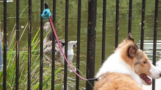 大池公園に遠足(車酔い対策その4だか5だか)_e0195743_11571372.jpg