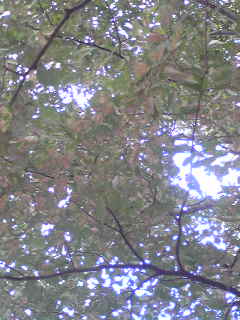 e0170845_13191059.jpg