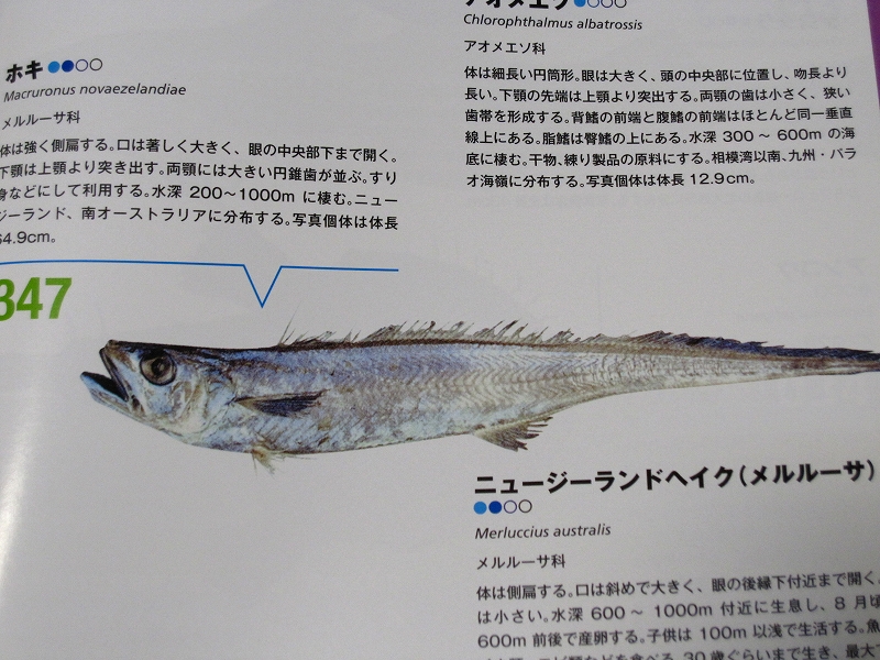 ホキのフライ 酒と女と修験道 旧 酒とコーギーと男と女