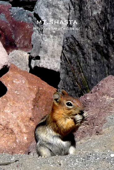 【mt.shasta旅行記 -その1-】 シャスタで出会ったリスくん。_d0124248_1238636.jpg