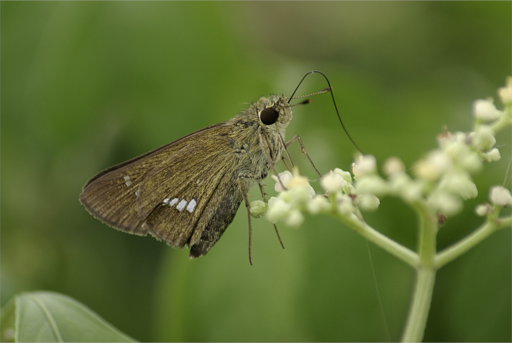 ■■食欲の秋・・・・・イチモンジセセリ■■_a0133250_18383633.jpg