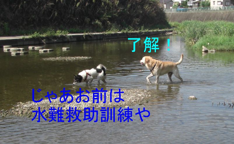 川猿～LIMIT　of　LOVE～_f0053952_13364234.jpg