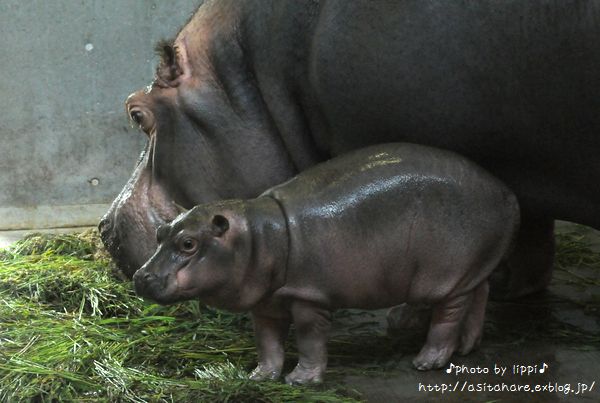 カバの赤ちゃん小さいけど 動物園でお散歩