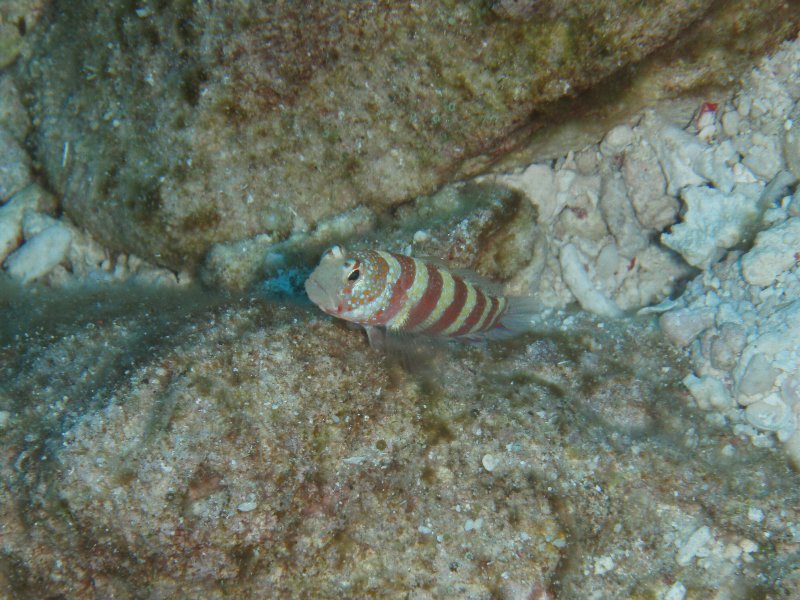 9月12日 熱帯魚と遺跡_d0113459_19495357.jpg