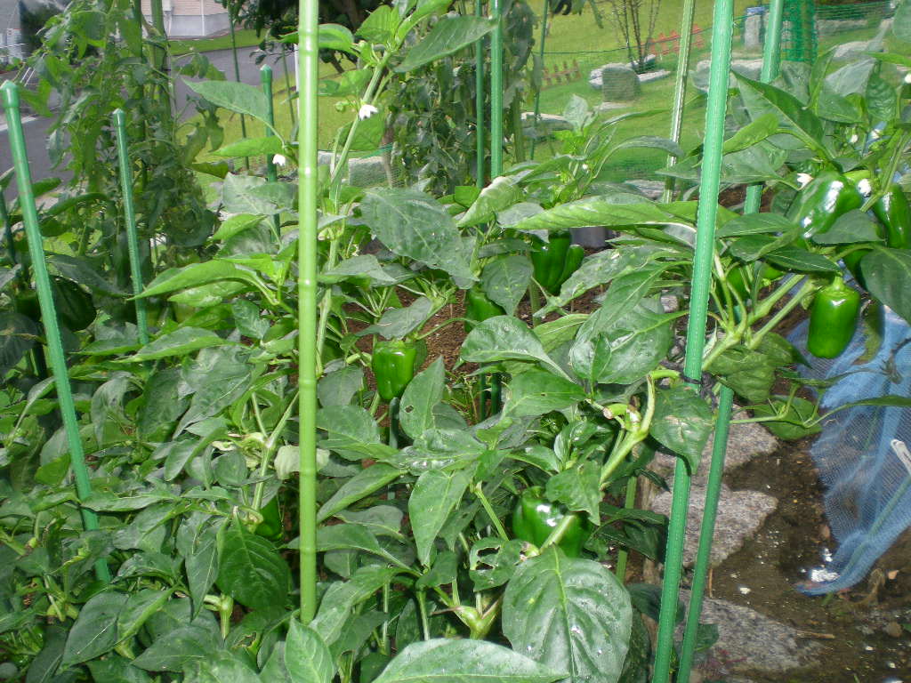 2009年9月12日(土)愛ちゃんと曼珠紗華!_f0060461_10125265.jpg