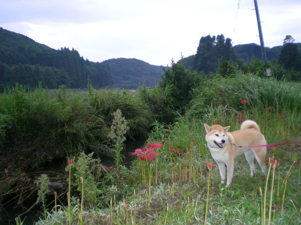 2009年9月12日(土)愛ちゃんと曼珠紗華!_f0060461_1051621.jpg