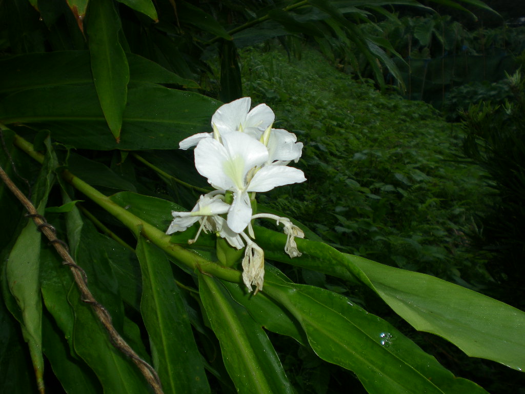 2009年9月12日(土)愛ちゃんと曼珠紗華!_f0060461_106840.jpg