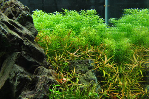 ロタラ インディカとグリーンロタラ対比 Aqualiving